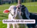 Goat Sheep winter Care : थंडीच्या दिवसांत शेळ्या मेंढ्याची काळजी कशी घ्याल, जाणून घ्या सविस्तर  - Marathi News | Latest News how to take care of goats and sheep during winters Learn in detail | Latest agriculture News at Lokmat.com