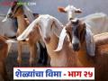 Sheli Vima : शेळ्यांचा विमा कुठे आणि कसा काढावा? जाणून घ्या सविस्तर  - Marathi News | Latest News Goat Farming tips Sheli Vima Where and how to get goat insurance Find out in detail | Latest agriculture News at Lokmat.com