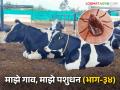 Gochid Niyantran : जनावरांतील गोचीडांच्या नियंत्रणासाठी टॉप टेन उपाय; वाचा सविस्तर - Marathi News | Gochid Niyantran : Top ten solutions for controlling tick in livestock; Read in detail | Latest agriculture News at Lokmat.com