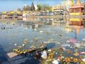 नाशकात गोदावरीचे गटारीकरण, जलचर, माणसांचे आरोग्य बिघडले - Marathi News | Godavari polluted in Nashik, health of human & aquaculture deteriorated | Latest nashik News at Lokmat.com
