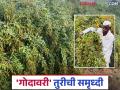 Godavari Toor: शेतकऱ्यांच्या दारी तुरी; आली समृद्धीची 'गोदावरी' वाचा सविस्तर - Marathi News | Godawari Toor: latest news Farmers' doors are open; 'Godavari' variety of prosperity has arrived. Read in detail | Latest agriculture News at Lokmat.com