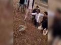 अमानुषपणा! बिबट्याच्या बछड्याला शेपटीला धरुन फरफटत नेलं! - Marathi News | eight month leopard beaten people in gondia | Latest gondia Videos at Lokmat.com