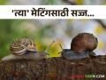 संधी सोडू नका, मेटिंगसाठी सज्ज आहे गोगलगाय; प्रतिबंधात्मक उपाय हाच पर्याय! - Marathi News | Do not miss the opportunity, the snail is ready for mating; Preventive measures are the only option! | Latest agriculture News at Lokmat.com