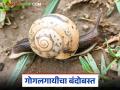 Gogalgai Niyantran : गोगलगायीच्या नियंत्रणासाठी करा हे सोपे ५ उपाय; जाणून घ्या सविस्तर - Marathi News | Gogalgai Niyantran : Follow these 5 simple steps to control snails; Learn in detail | Latest agriculture News at Lokmat.com