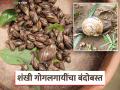 Gogalgai Niyantran : शंखी गोगलगायींना वेळीच रोखा; अशाप्रकारे करा सामुहिकरीत्या एकात्मिक उपाययोजना - Marathi News | Gogalgai Niyantran : Prevent snails in time; Take collective integrated measures like this | Latest agriculture News at Lokmat.com