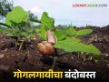 शेतात शंखी गोगलगायी दिसतायत मग हे करा सोपे उपाय - Marathi News | Identify snails and in timely and take control measures | Latest agriculture News at Lokmat.com