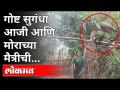 पुण्यातील एका आजीचे आणि मोराचे अतुट नाते | Peacock And Grandmother Relationship | Pune News - Marathi News | An inseparable relationship between a grandmother and a peacock in Pune Peacock And Grandmother Relationship | Pune News | Latest maharashtra Videos at Lokmat.com