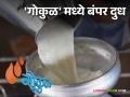 Gokul Milk 'गोकुळ' मध्ये दोन लाख लिटर गाय दूध अधिक, विक्रीसाठी कसरत - Marathi News | Gokul Milk; Two lakh liters of cow milk more in 'Gokul' | Latest agriculture News at Lokmat.com