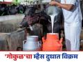 Gokul Milk : 'गोकुळ'च्या दूध संकलनात म्हशींची बाजी; दिवसाला १० लाख लिटर संकलन - Marathi News | Gokul Milk : Buffaloes dominate in 'Gokul' milk collection; 1 million liters collected per day | Latest agriculture News at Lokmat.com