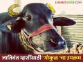 गोकुळचा नवा उपक्रम आता परराज्यातील जाफराबादी, मुऱ्हा, मेहसाणा म्हशी मिळणार शेतकऱ्यांच्या दारात - Marathi News | Gokul's new initiative will now bring Jafarabadi, Murha, Mehsana buffaloes from other state to the farmers doorsteps | Latest agriculture News at Lokmat.com