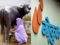Kolhapur: गोकुळची म्हैस दूध खरेदी दरात दोन रुपयांची वाढ, आजपासून अंमलबजावणी  - Marathi News | Gokul buffalo milk purchase price increased by Rs 2 implementation from today | Latest kolhapur News at Lokmat.com
