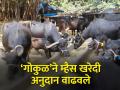 परराज्यातून म्हैस खरेदी करताय? अनुदानात होणार पाच हजारांची वाढ - Marathi News | Buying buffalo from abroad? There will be an increase of five thousand in subsidy | Latest agriculture News at Lokmat.com