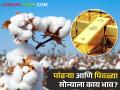 Gold And Cotton Rate : पिवळे सोने चकाकले तर पण पांढरे सोने काळवंडले, कसे आहेत बाजारभाव?  - Marathi News | Latest News Today's gold and cotton market prices in maharashtra check details | Latest agriculture News at Lokmat.com
