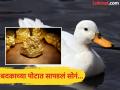 पाळलेल्या बदकाच्या पोटात सापडलं सोनं, मालक मालामाल...पण त्याच्या पोटात सोनं आलं तरी कुठून? - Marathi News | Man finds gold worth lakhs inside duck's stomach in China, know the facts | Latest jarahatke News at Lokmat.com