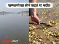 भारतातील या नदीत पाण्यासोबत वाहतं सोनं, लोक येतात अन् सोनं घेऊन जातात! - Marathi News | This mysterious river which produces gold | Latest jarahatke Photos at Lokmat.com