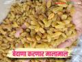 Bedana Market : पंढरपूर बाजार समितीत गोल्डन रंगाच्या बेदाण्याला आजपर्यंतचा सर्वाधिक दर; वाचा सविस्तर - Marathi News | Bedana Market : Highest ever price for golden raisins in Pandharpur Market Committee; Read in detail | Latest agriculture News at Lokmat.com