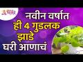 नवीन वर्षात कोणती ४ गुडलक झाडे घरी आणायची? Which 4 Goodluck Trees to bring home in the new year? - Marathi News | Which 4 goodluck trees to bring home in the new year? Which 4 Goodluck Trees to bring home in the new year? | Latest bhakti Videos at Lokmat.com