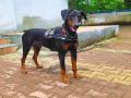 डॉबरमॅन ‘गुगल’ने लावला काही तासांत घरफोडीचा छडा - Marathi News | Doberman's Google cracked down on burglary in a matter of hours | Latest nashik News at Lokmat.com