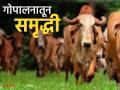 Conservation of Cows : देशी गाईंचं संवर्धन : शेती, उत्पन्न आणि आरोग्याचं अष्टपैलू साधन - Marathi News | latest news Conservation of Cows: Conservation of indigenous cows: A versatile tool for agriculture, income and health | Latest agriculture News at Lokmat.com