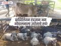 जालन्याच्या अभियंत्याची किमया; एक एकरच्या गोठ्यात १०० गीर गाई, दुग्धजन्य पदार्थांतून कोटींची उलाढाल - Marathi News | Jalna Engineer’s Success Story: From One Cow to 100 Gir Cows, A Model Gaushala in Rajur | Latest jalana News at Lokmat.com