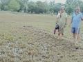 गोरेगावातील शेतीचे नुकसान; पीक कुजले - Marathi News | The loss of agriculture in Goregaon | Latest raigad News at Lokmat.com