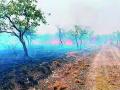 गोरेवाड्यात आगीचे तांडव! १५० हेक्टर जंगल जळून खाक - Marathi News | Fierce fire to 150 hectares of Gorewada forest burnt to ashes | Latest nagpur News at Lokmat.com