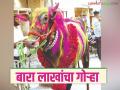 बारा लाखांचा गोऱ्हा, वर्षभरात 80 हजाराहून बारा लाखांची किंमत कशी मिळाली?  - Marathi News | Latest News bullock fetched price of Rs 80 thousand to Rs 12 lakhs in a year see details | Latest agriculture News at Lokmat.com
