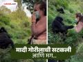 शेवटी बायकोच ती! गोरीला महिलेचे केस ओढत होता, गोरीला मादीनं ‘अशी’ घडवली चांगलीच अद्दल - Marathi News | Male Gorilla pulls woman tourists hair female gorilla slaps by jealous watch video | Latest jarahatke News at Lokmat.com