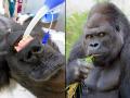 अरे बाप रे बाप! बघा कशी केली १९६ किलो वजनी गोरिलाची टेस्ट, ८ लोकांनी मिळून टाकली नाकात नळी... - Marathi News | Amazing photos of gorilla tested for coronavirus inside medical lab miami | Latest social-viral Photos at Lokmat.com