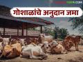 Goshala Anudan : राज्यातील ५६० गोशाळांचे तीन महिन्याचे अनुदान थेट बँक खात्यात जमा - Marathi News | Goshala Anudan : Three-month subsidy for 560 cow shelters in the state will be deposited directly into the bank accounts | Latest agriculture News at Lokmat.com