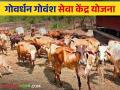 Goshala Subsidy : गोशाळांना 25 लाख रुपयापर्यंत अनुदान, कुठे आणि कसा कराल अर्ज? वाचा सविस्तर - Marathi News | Latest News Goshala subsidy up to 25 lakh rupees, how to apply Read in detail | Latest agriculture News at Lokmat.com