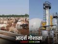 Modern Goshala : बायोगॅस प्लांट असलेली भारतातील पहिली आधुनिक गोशाळा, वाचा सविस्तर  - Marathi News | Latest News Agriculture News India's first modern Goshala with biogas plant, read details  | Latest agriculture News at Lokmat.com