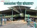 जनावरांचा गोठा बांधण्याआधी या बाबींचा विचार करा; होईल मोठा फायदा - Marathi News | Consider these things before building an cowshed; it will be a big benefit | Latest agriculture News at Lokmat.com
