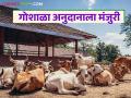 राज्यातील या ३० गोशाळांना अनुदान देण्यास राज्य शासनाची मंजुरी; शासन निर्णय आला - Marathi News | State government approves grant to these 30 cow shelters in the state; Government decision taken | Latest agriculture News at Lokmat.com