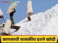 cotton Market : शासकीय केंद्रात कापसाची आवक वाढतेय वाचा सविस्तर - Marathi News | Cotton Market : Inflow of cotton is increasing in the government center, read in detail | Latest agriculture News at Lokmat.com