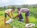 पदवीधर तरुणांचा नवा आदर्श; आधुनिक पद्धतीने शेती - Marathi News | New model of graduating youth; Agriculture in a modern way | Latest raigad News at Lokmat.com