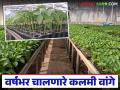 ६० दिवसांत काढणी अन् मार्केटमध्ये शंभर रुपयांपर्यंत दर; आलंय वर्षभर चालणारं 'हे' कलमी वांग - Marathi News | Harvesting in 60 days and market price up to Rs 100; 'This' grafted brinjal that lasts all year round has arrived | Latest agriculture News at Lokmat.com