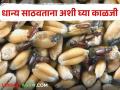 धान्याला कीड लागू नये म्हणून धान्य साठवताना करा हे सोपे उपाय - Marathi News | Do this simple solution while storing grain to avoid pests | Latest agriculture News at Lokmat.com
