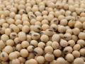 सोयाबीन उत्पादक एकरी ११०० रुपयांनी तोट्यात - Marathi News | Soybean producers lose Rs.1100 per acre | Latest agriculture News at Lokmat.com