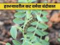 हरभऱ्यावरील रोपे, शेंडे व पाने कुरतडणाऱ्या (कट वर्म) किडीचे ओळख व व्यवस्थापन - Marathi News | Identification and management of plant, stem and leaf cutting (cutworm) pests of gram chick pea | Latest agriculture News at Lokmat.com