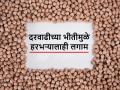 भविष्यात हरभरा किंमती नियंत्रणात राहाव्यात म्हणून केंद्राची पीएसएसमधून खरेदी? - Marathi News | Central approve purchase of gram from Karnataka? dose it affect future Chana, Harbhara, gram prices | Latest agriculture News at Lokmat.com