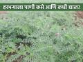 हरभरा पिकासाठी पाणी व्यवस्थापन कसे कराल? - Marathi News | How to manage water for gram chick pea crop? | Latest agriculture News at Lokmat.com