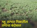 गहू व हरभरा पिकातील तणांचे नियंत्रण कसे कराल? - Marathi News | How to control weeds in wheat and gram crops? | Latest agriculture News at Lokmat.com