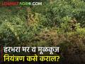 हरभरा पिकावरील मर व मुळकूज रोगाचे व्यवस्थापन - Marathi News | Management of late blight and late blight on gram | Latest agriculture News at Lokmat.com