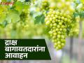 Grape Farmer : द्राक्ष बागायतदारांनी व्यवहारासाठी घाई करू नये, बागायतदार संघाचे आवाहन  - Marathi News | Latest News Grape farmer should not rush to make transactions, appeals growers' association | Latest agriculture News at Lokmat.com