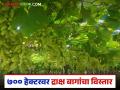 दुष्काळी पट्ट्यात ७०० हेक्टर क्षेत्रावर द्राक्ष बागांचा विस्तार; निर्यातीतून कोट्यवधींचे परकीय चलन - Marathi News | Expansion of vineyards over 700 hectares in drought-prone belt; crores of foreign exchange earned from exports | Latest agriculture News at Lokmat.com