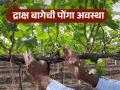 Grape Farm : द्राक्ष बागेत पोंगा अवस्थेत घड जिरू नये म्हणून काय काळजी घ्याल, वाचा सविस्तर - Marathi News | Latest news Grape farming Precautions to be taken to avoid bunches dying in grape farm | Latest agriculture News at Lokmat.com