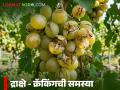 Grape Cracking Issue : द्राक्षांच्या मण्यांवर देठाजवळ क्रॅकिंग होण्याची शक्यता, 'ही' फवारणी करा, वाचा सविस्तर  - Marathi News | Latest news Possibility of cracking on black grape berries near the stem, read in detail | Latest agriculture News at Lokmat.com
