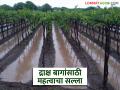 सततच्या पावसाने द्राक्ष बागांवर परिणाम, द्राक्ष संशोधकांचा काय सल्ला; वाचा सविस्तर - Marathi News | Continuous rains affect grape crop, what advice do grape researchers give; Read in detail | Latest agriculture News at Lokmat.com