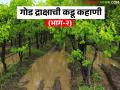 Draksha Sheti: अन्य फळबागांपेक्षा द्राक्ष अत्यंत खर्चिक पीक; नुकसान भरपाईसाठी हवेत स्वतंत्र निकष - Marathi News | Draksha Sheti : Grapes are a very expensive crop compared to other orchards; Separate criteria are needed for compensation | Latest agriculture News at Lokmat.com